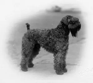 FALL / KERRY BLUE TERRIER