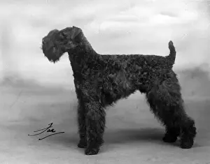 FALL / KERRY BLUE TERRIER