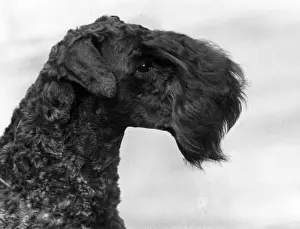 FALL / KERRY BLUE TERRIER