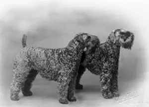 FALL / KERRY BLUE TERRIER