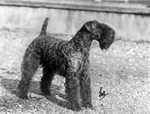 Fall / Kerry Blue Terrier / Champion Princeton Hell-Of-A-Fellow