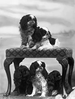FALL / KING CHARLES / 1937