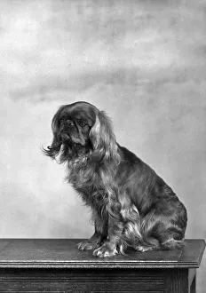 Rufus Gallery: FALL / KING CHARLES / 1952