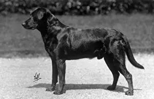 Howe Prints: FALL / LABRADOR / 1926