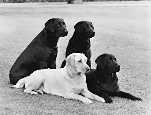 Retriever Prints: FALL / LABRADOR / MIX GROUP