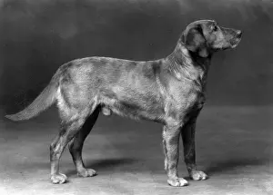 Retriever Prints: FALL / LABRADOR RETRIEVER