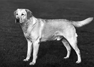 FALL / LABRADOR RETRIEVER