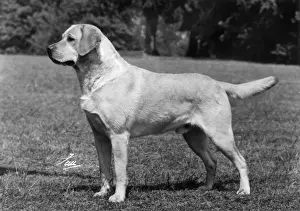 FALL / LABRADOR RETRIEVER