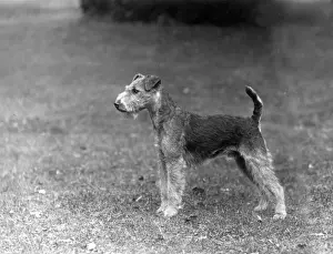 Misses Prints: FALL / LAKELAND TERRIER / 36