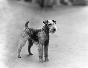 Coronet Prints: FALL / LAKELAND TERRIER / 39