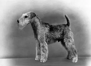 Lakeland Prints: FALL / LAKELAND TERRIER / 60