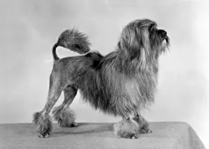 FALL / LOWCHEN / LION DOG / 77