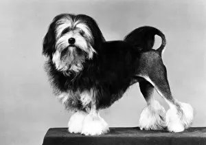 FALL / LOWCHEN / LION DOG / 82