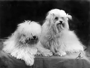 FALL / MALTESE TERRIER / 36