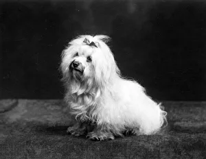 Frost Gallery: FALL / MALTESE TERRIER / 37