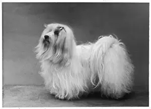 FALL / MALTESE TERRIER / 57