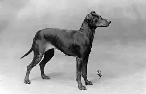 FALL / MANCHESTER TERRIER