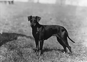 FALL / MANCHESTER TERRIER