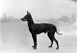 FALL / MANCHESTER TERRIER