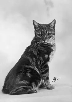 Manx Prints: FALL / MANX CAT / 1936