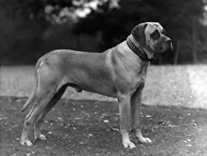 FALL / MASTIFF / 1927
