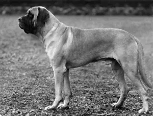Mastiff Prints: FALL / MASTIFF / 1936