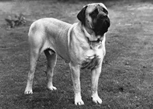 Thor Prints: FALL / MASTIFF / 1965