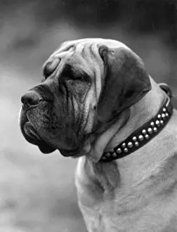 FALL / MASTIFF / HEAD / 1928