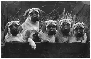 FALL / MASTIFF / PUPPIES