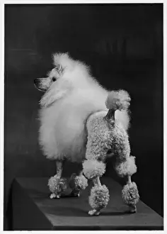 Poodle Prints: FALL / MINI POODLE / ARDIAN