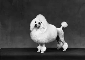 Maryland Gallery: FALL / MINI POODLE / FIRCOT
