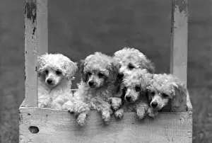 Poodle Prints: FALL / MINI POODLE / GROUP