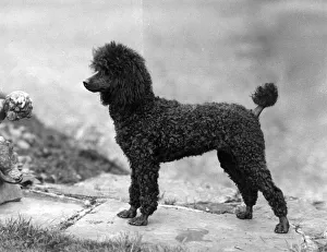 Boyd Gallery: FALL / MINI POODLE / MONICA