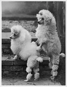 Poodle Prints: FALL / MINI POODLE / PAIR