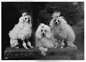 Fall - Mini Poodle - Trio