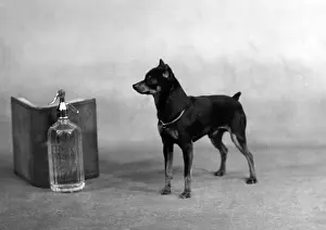 Soda Prints: FALL / MINIATURE PINSCHER
