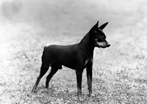 FALL / MINIATURE PINSCHER