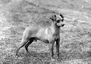 FALL / MINIATURE PINSCHER