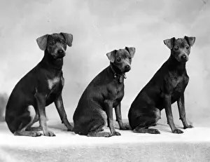FALL / MINIATURE PINSCHER