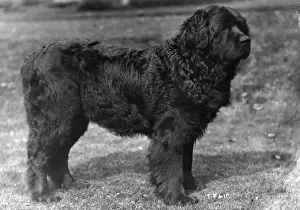 Shelton Prints: FALL / NEWFOUNDLAND / 1914