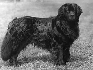 Fall / Newfoundland / 1934