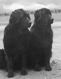 Fall / Newfoundland / 1938