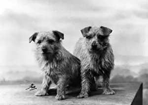 FALL / NORFOLK TERRIER / 34