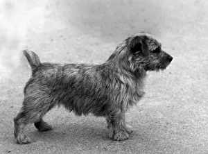 FALL / NORFOLK TERRIER / 63