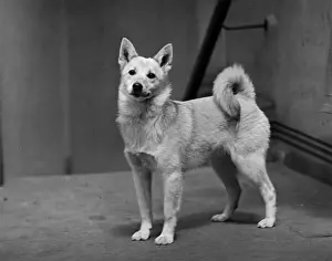 Hollow Prints: FALL / NORWEGIAN BUHUND / 48