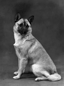 Cora Gallery: FALL / NORWEGIAN BUHUND / 60