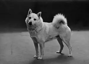 Fall / Norwegian Buhund Ryfjelds Truls