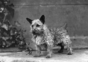FALL / NORWICH TERRIER / 38