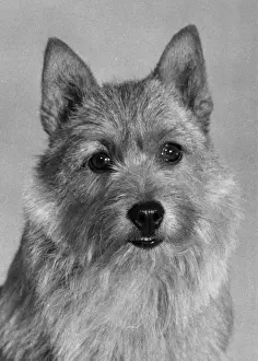 Norwich Prints: FALL / NORWICH TERRIER / 72
