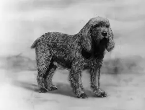 Fall - Otter Hound - 1934